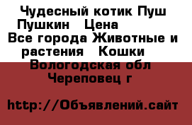 Чудесный котик Пуш-Пушкин › Цена ­ 1 200 - Все города Животные и растения » Кошки   . Вологодская обл.,Череповец г.